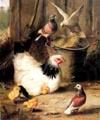 Hen chicken and pigeon, unknow artist